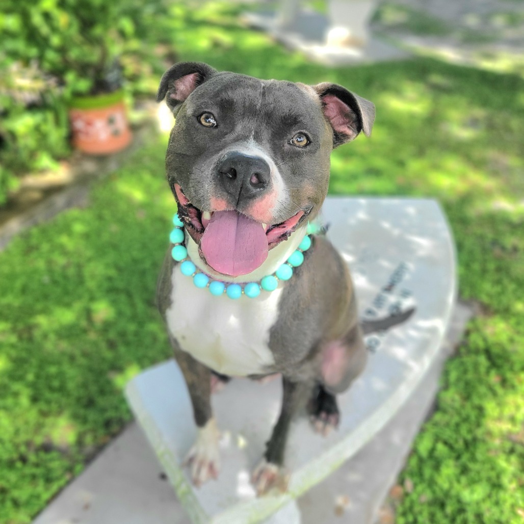 Elvis