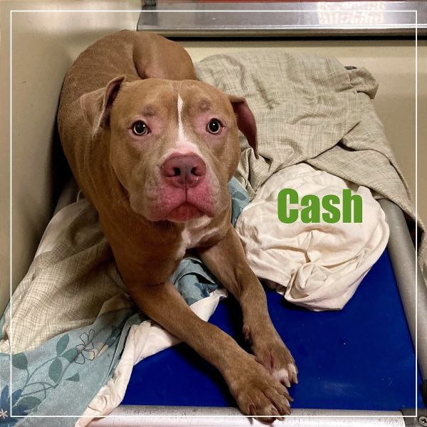 Cash