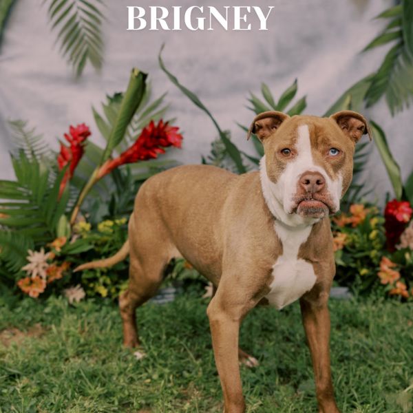 Brigney thumbnail 2