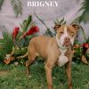 Brigney photo 2