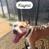 Kayno photo 5