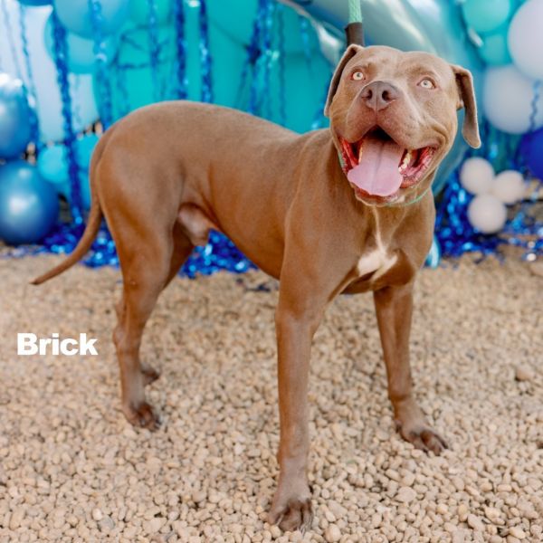 Brick