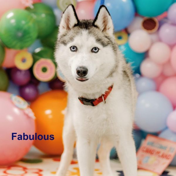 Fabulous