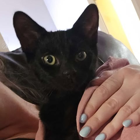 Pepper
