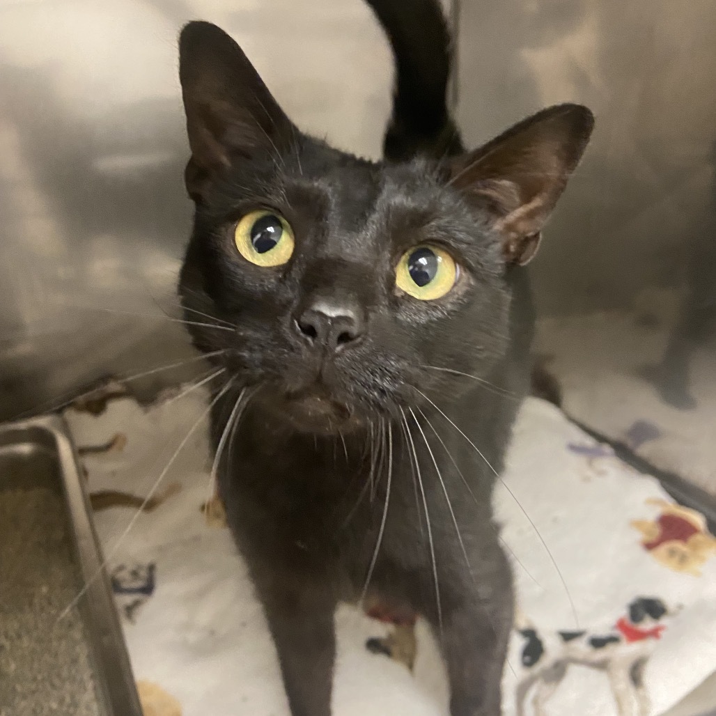 Salem
