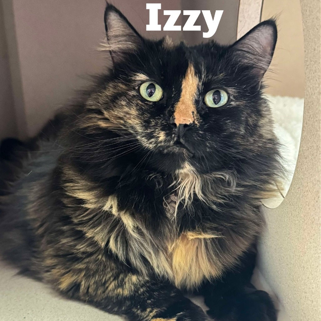 Izzy 250581