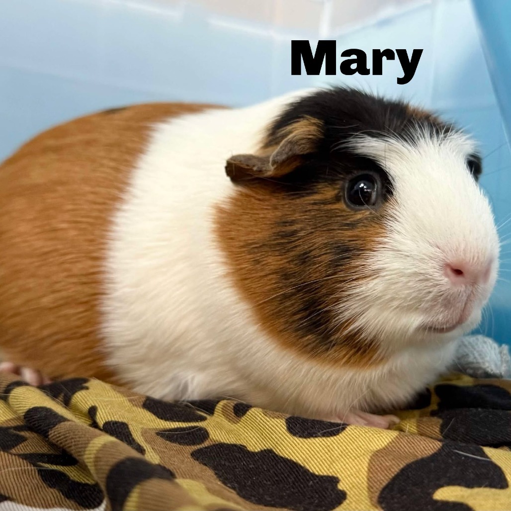 Mary 250628