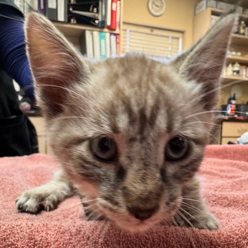 Skipper - bonded with Hopalong