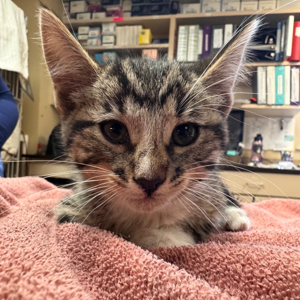 Hopalong - bonded with Skipper