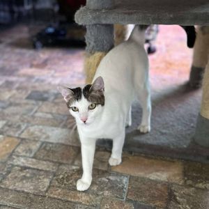 Gravitron Domestic Short Hair Cat