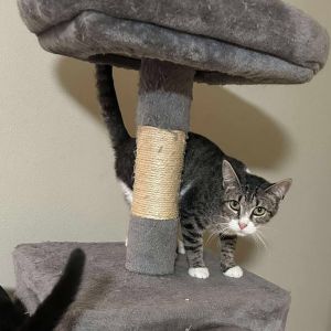 Carousel Domestic Short Hair Cat