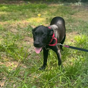 Anna 3 Mixed Breed Dog