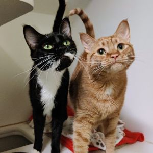 Whiskers Domestic Short Hair Cat