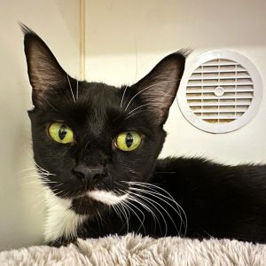 Shadow Domestic Short Hair Cat