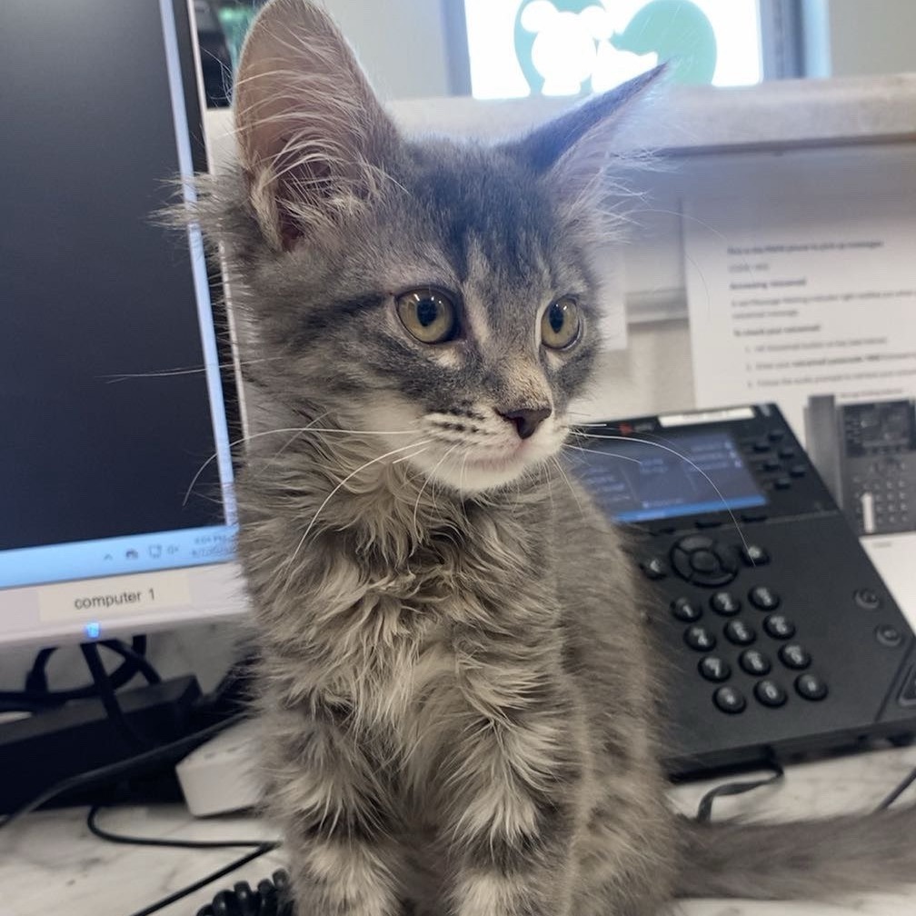 Moth, an adoptable Domestic Short Hair in Ashland, OR, 97520 | Photo Image 1