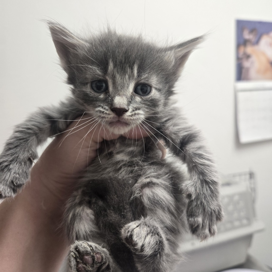 Moth, an adoptable Domestic Short Hair in Ashland, OR, 97520 | Photo Image 2