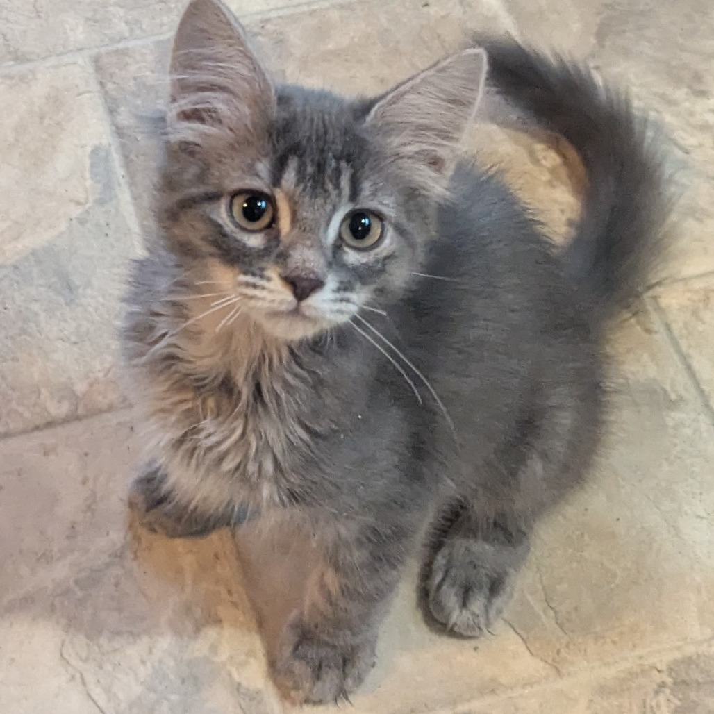 Moth, an adoptable Domestic Short Hair in Ashland, OR, 97520 | Photo Image 3