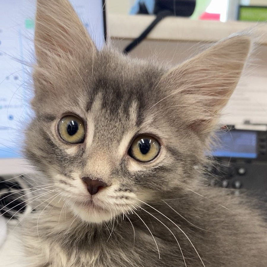 Moth, an adoptable Domestic Short Hair in Ashland, OR, 97520 | Photo Image 4
