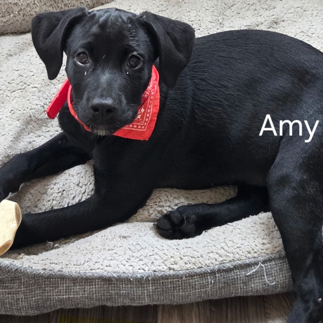 Amy