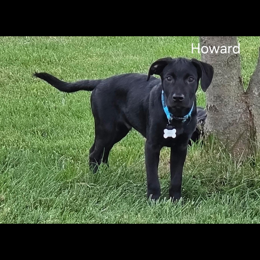 Howard