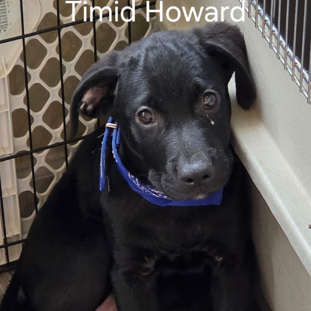 Howard