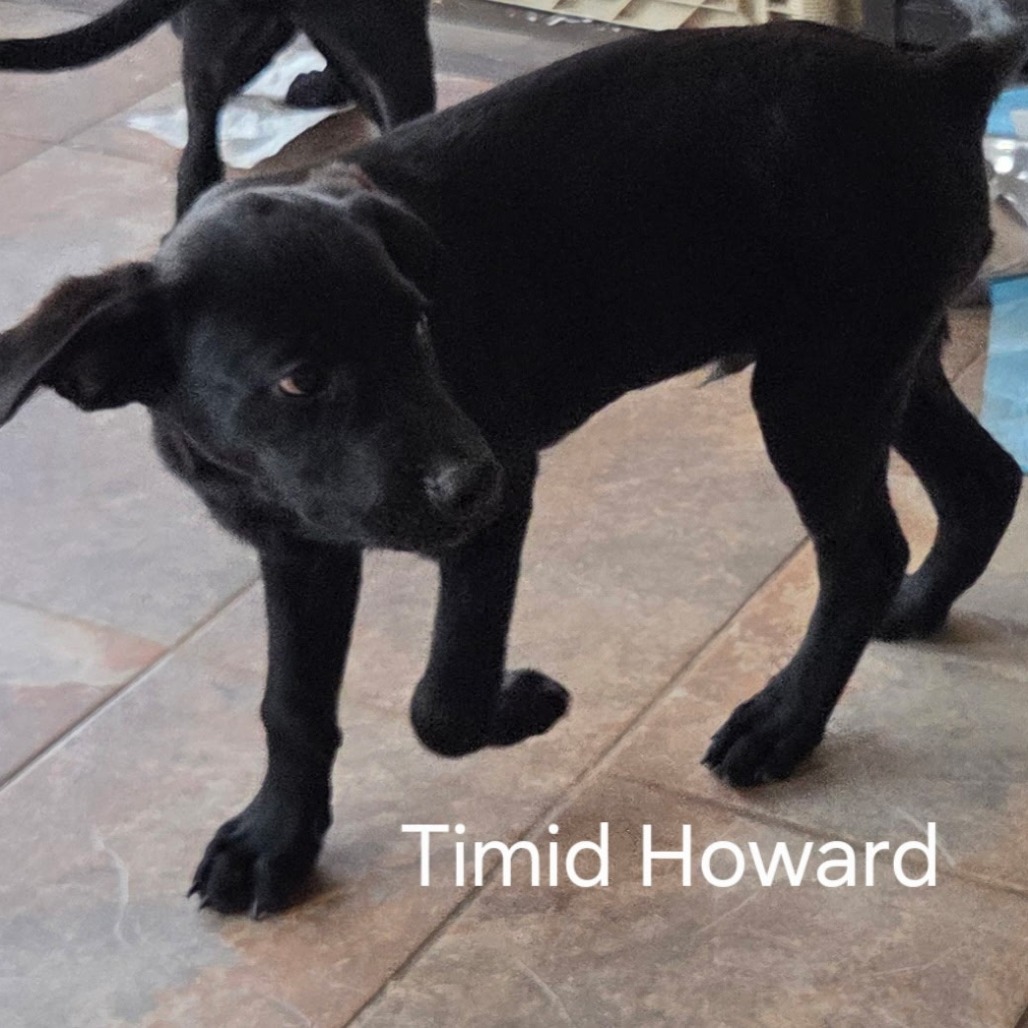 Howard