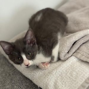 Ivy, Baby Female unknown