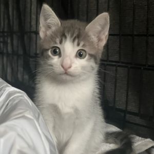 Daisy, Baby Female unknown