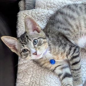 Luna, Baby Female unknown
