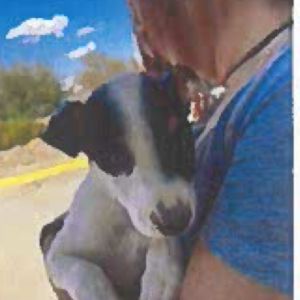 Sprite Australian Cattle Dog / Blue Heeler Dog