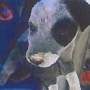 Dr.Pepper Australian Cattle Dog / Blue Heeler Dog