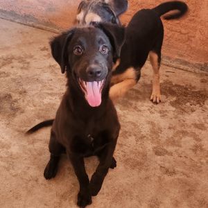 Maya Shepherd Dog