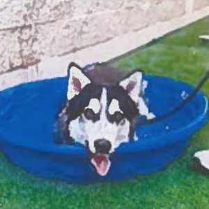 Kendrick Siberian Husky Dog