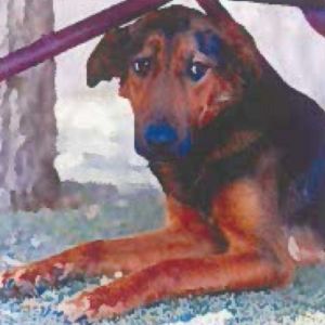 A gentle soul ready for her furever home Ebony is a sweet shy girl who is still learning that the