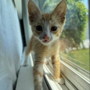 Rascal Domestic Short Hair Cat