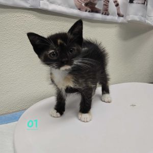 Dolly Domestic Short Hair Cat