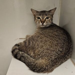 Thumbelina Domestic Short Hair Cat