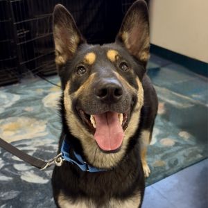 Mermaid Man German Shepherd Dog Dog