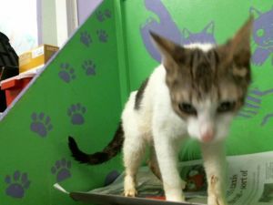 WILLOW Domestic Short Hair Cat