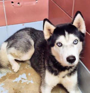 PARKER Siberian Husky Dog