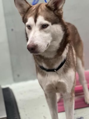 JULIAN Siberian Husky Dog