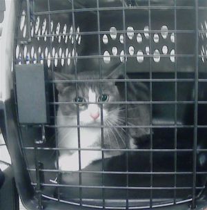 MR. BEANS Domestic Short Hair Cat