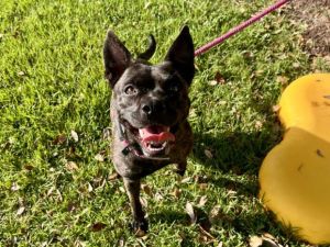 BEANIE Staffordshire Bull Terrier Dog