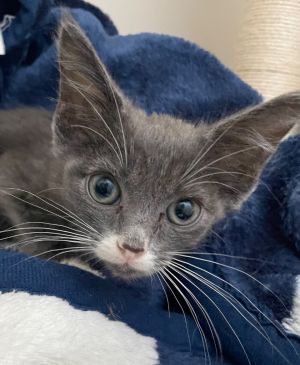 Joey Domestic Short Hair Cat