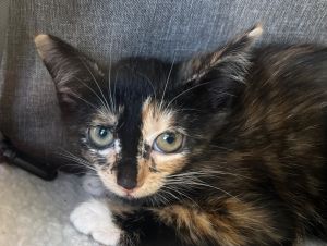 Patty Domestic Short Hair Cat
