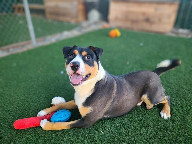 YAMAHA, an adoptable Entlebucher, Mixed Breed in Antioch, CA, 94509 | Photo Image 1