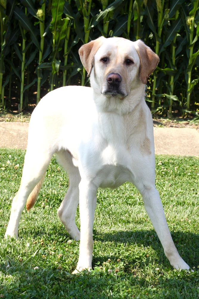 Parker