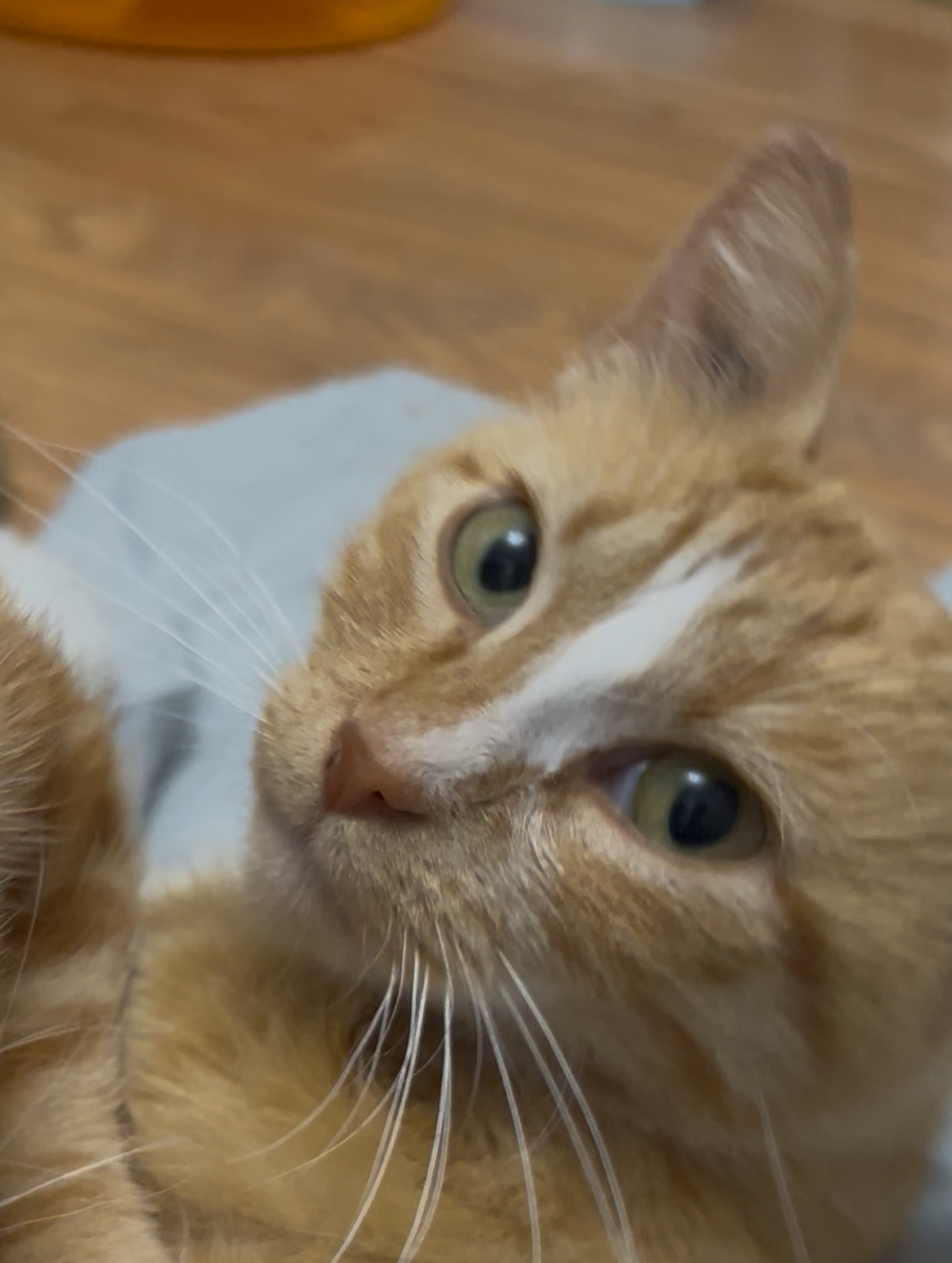 Minnie, an adoptable Domestic Short Hair in Steinbach, MB, R5G 2B2 | Photo Image 2