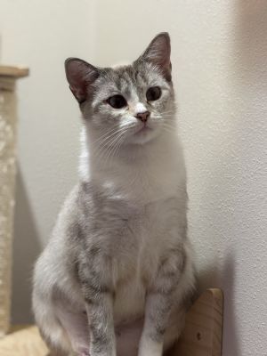 Diamond, Adult Female unknown