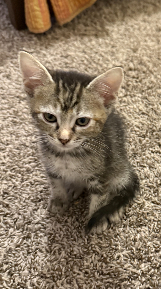 Tabitha